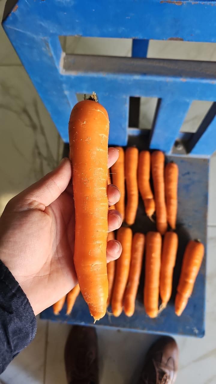 Fresh Egyptian carrot selected after harvest