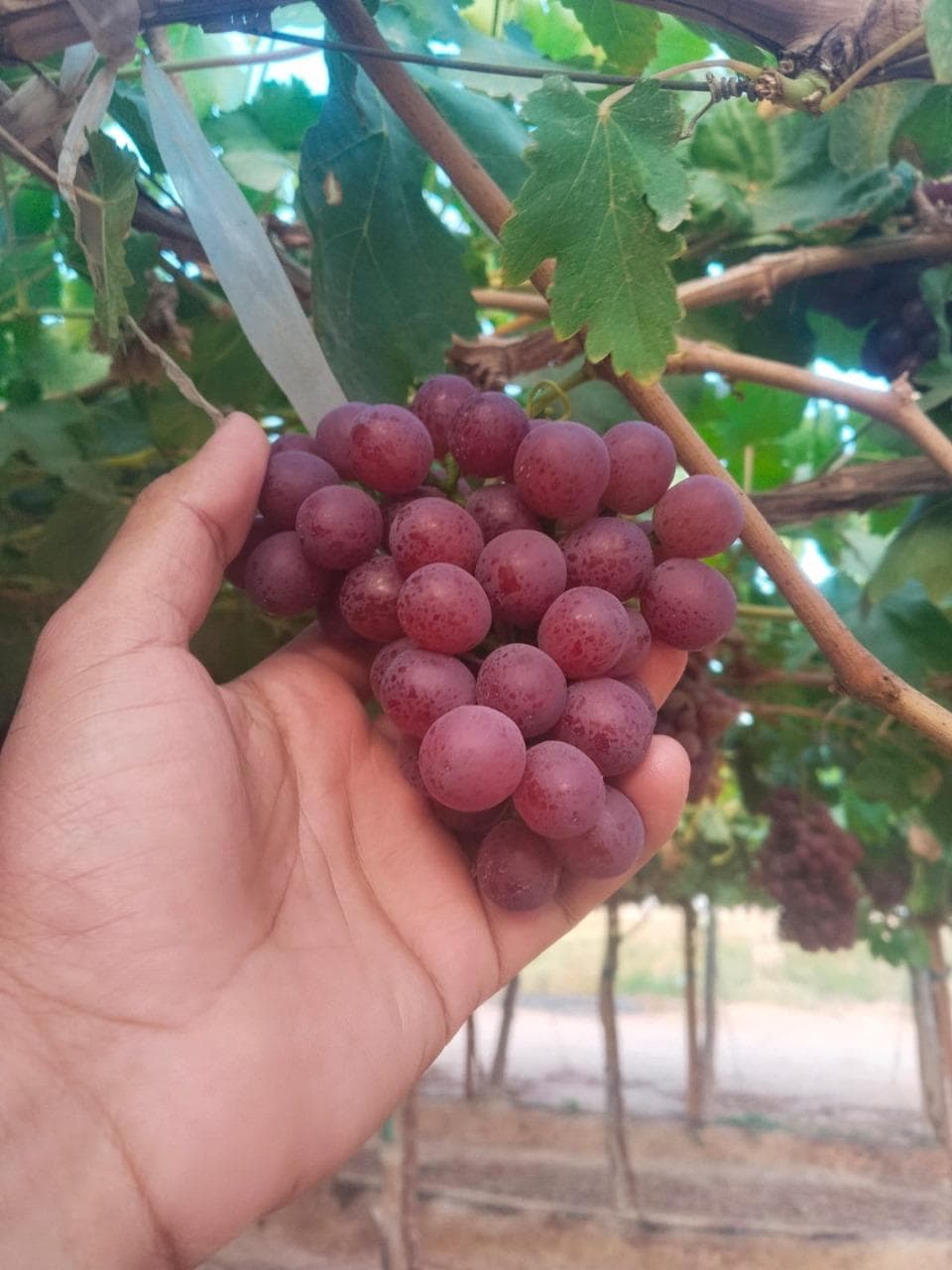 Fresh Egyptian red grape bunch on the vine