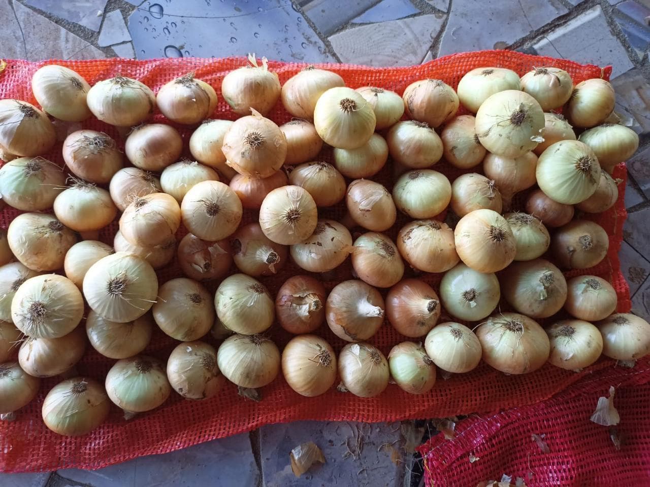 Fresh Egyptian onions arranged after harvest