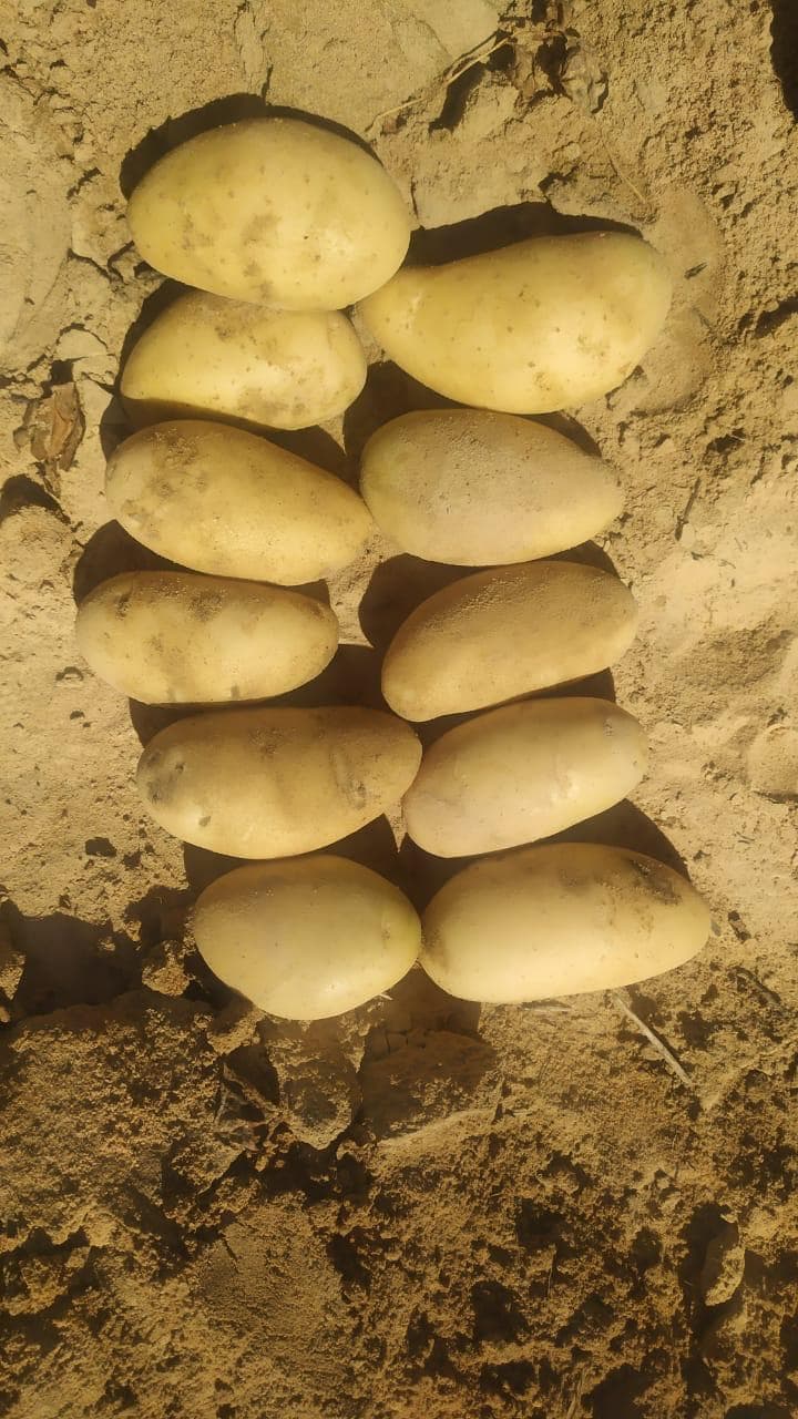Fresh Egyptian potatoes displayed after harvest