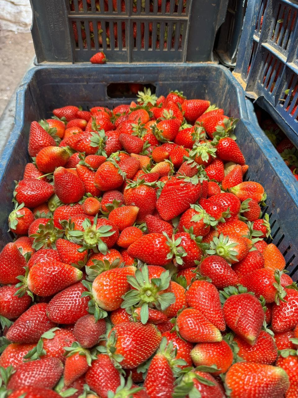 Fresh Egyptian strawberries in a harvest crate